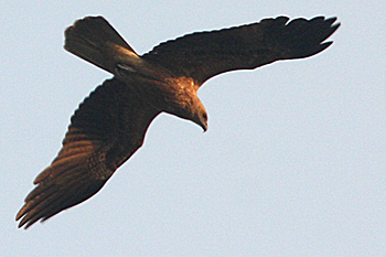 Whistling Kite