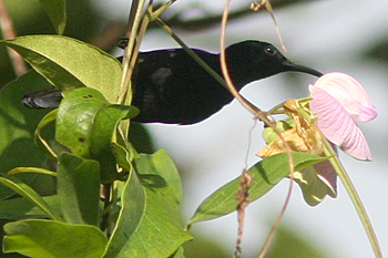 Black Sunbird