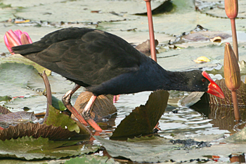 Another Swamphen