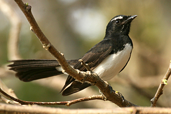 Willie Wagtail