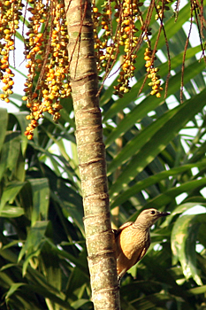 Fawn-breasted Bowerbird