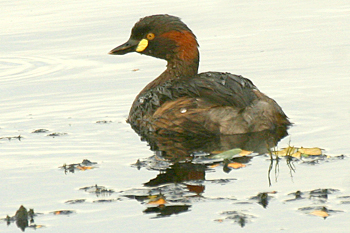 Australasian Grebe