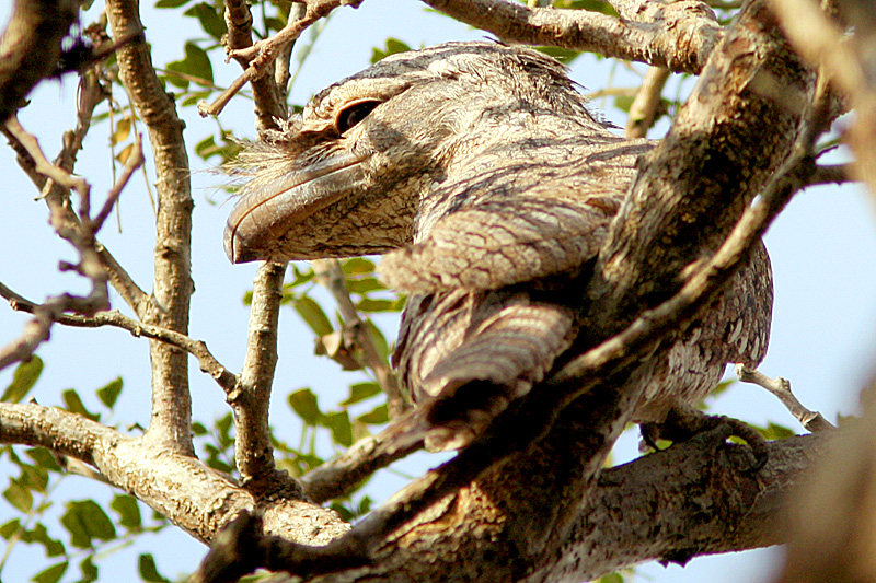 Papuan Frogmouth