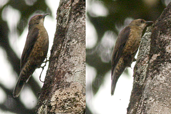 Papuan Treecreeper