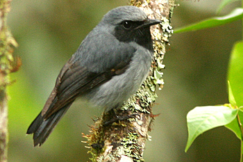 Black-throated Robin
