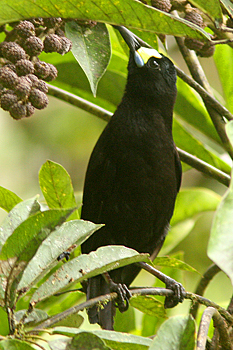 Short-tailed Paradigalla