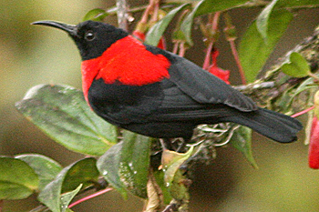 Red-collared Myzomela