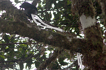 Ribbon-tailed Astrapia