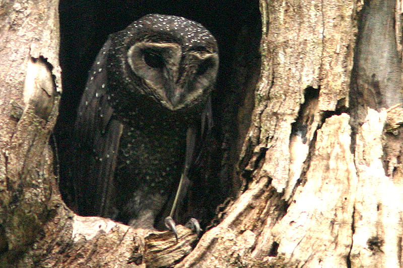 Sooty Owl