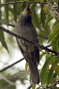 Common Smoky Honeyeater