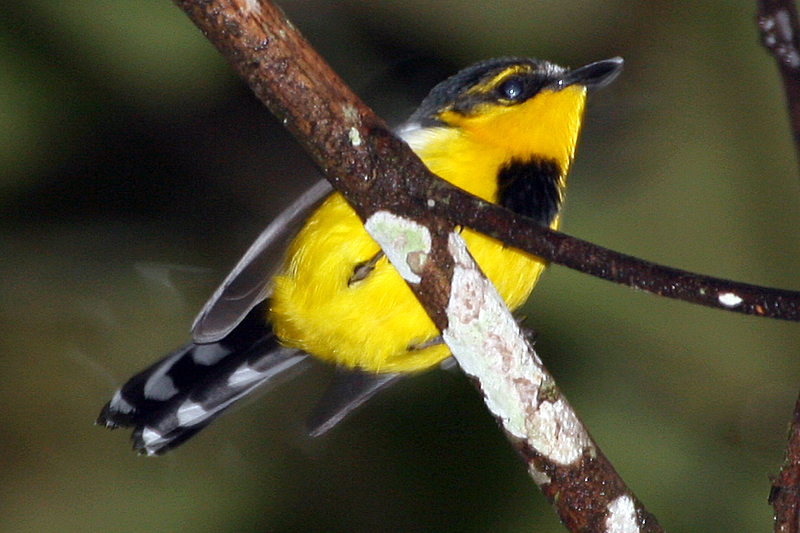 Black-breasted Boatbill
