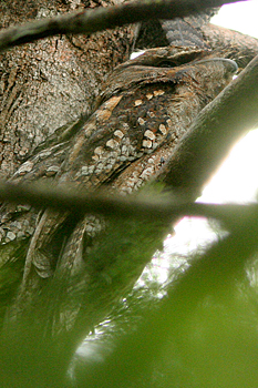 Marbled Frogmouth
