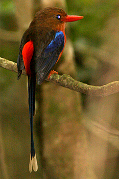 Russet Paradise-kingfisher close up