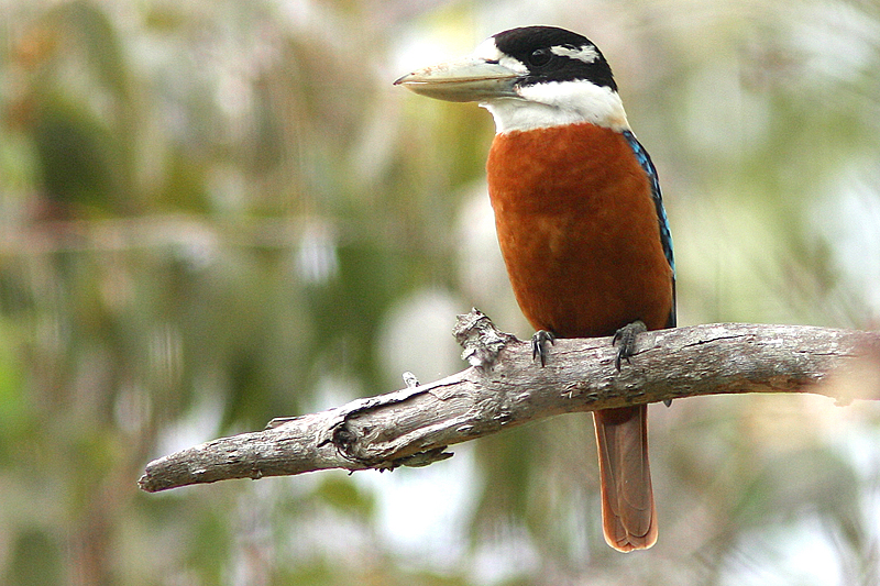 Rufous-bellied Kookaburra