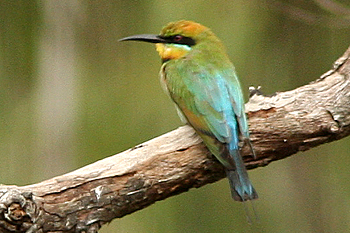 Rainbow Bee-eater