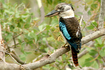 Blue-winged Kookaburra