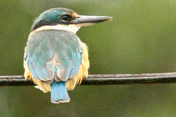 Sacred Kingfisher