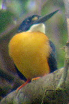 Variable Dwarf Kingfisher