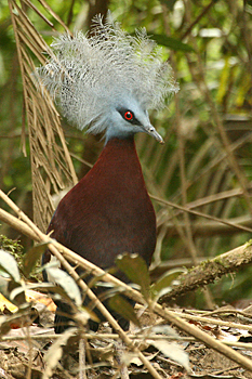 Southern Crowned Pigeon