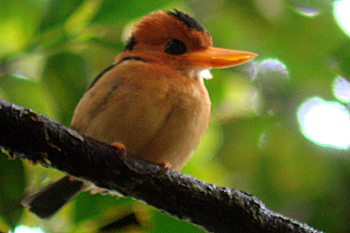 Yellow-billed Kingfisher