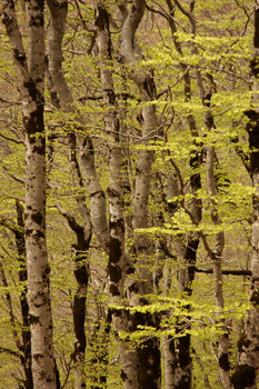 Beech woods in Ordesa NP