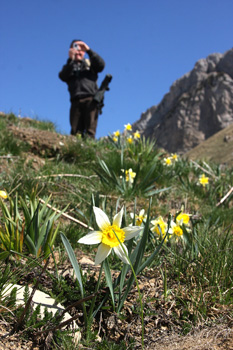 Narcissi at altitude
