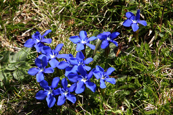 Gentians at altitude
