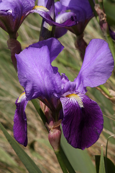 Bearded Irises