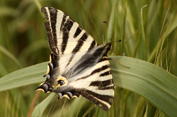 Scarce Swallowtail