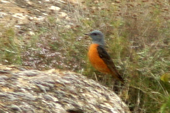 Rock Thrush
