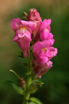 Pyrenean Snapdragon