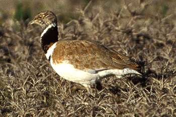 Little Bustard