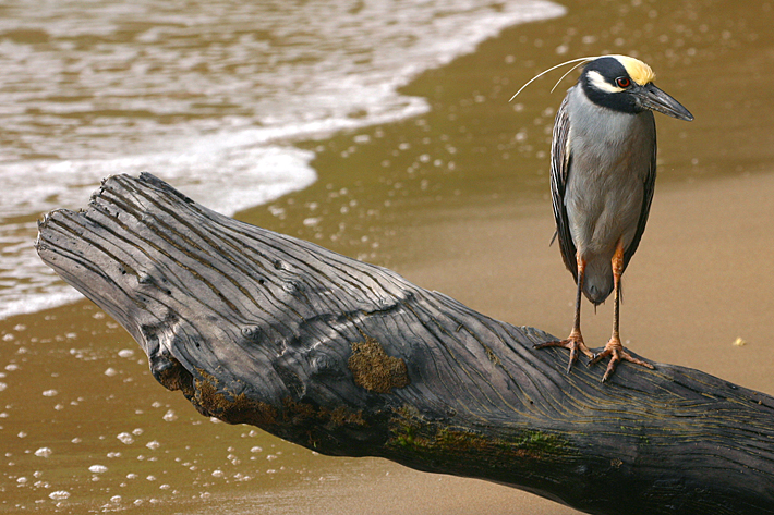 yellow-crowned night heron