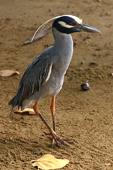 Yellow-crowned Night-heron