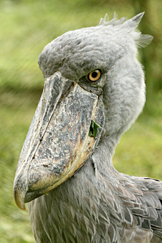 ....albeit in captivity!