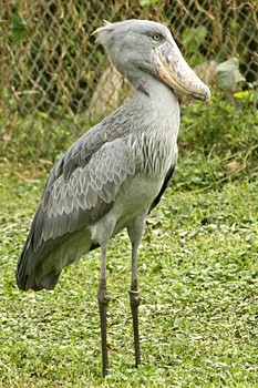 Another Shoebill....