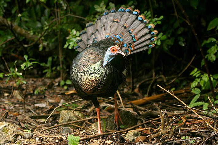 ocellated turkey