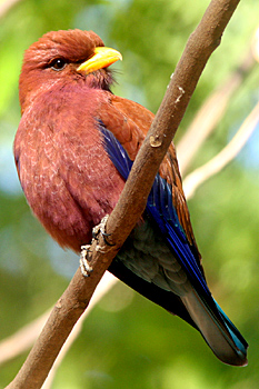 Broad-billed Roller