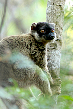 Common Brown Lemur