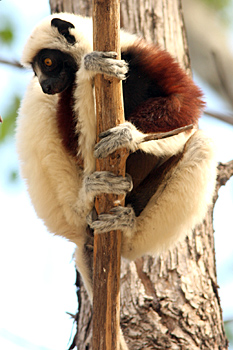 Coquerel's Sifaka
