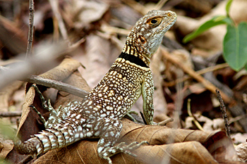 Cuvier's Iguanid