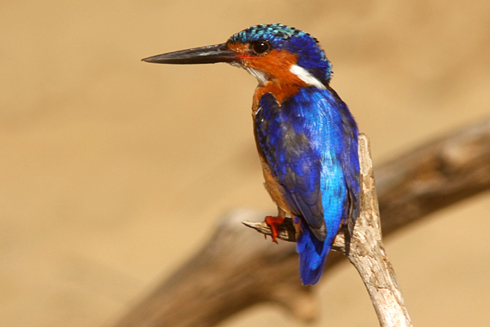 Madagascar Kingfisher