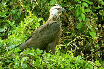 Madagascar Fish-eagle