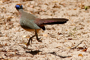 Red-capped Coua
