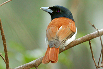 Rufous Vanga