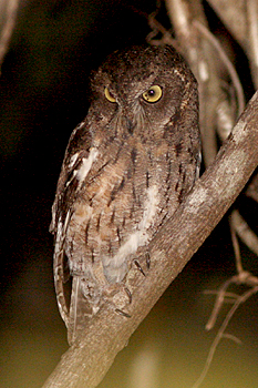Torotoroka Scops Owl