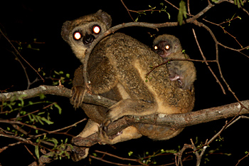 Western Woolly Lemur
