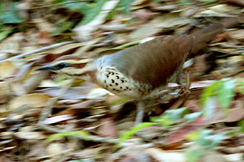 White-breasted Mesite