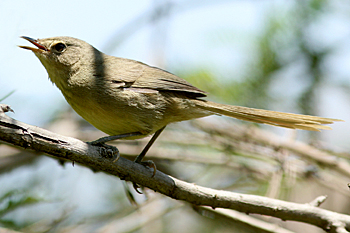 Madagascar Brush Warbler