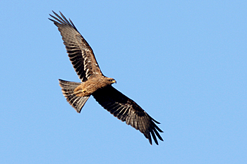 Yellow-billed Kite